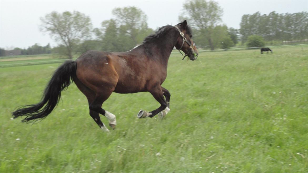 DSP Ringo - Første dag på sommergræs, 26 Maj 2011 billede 5