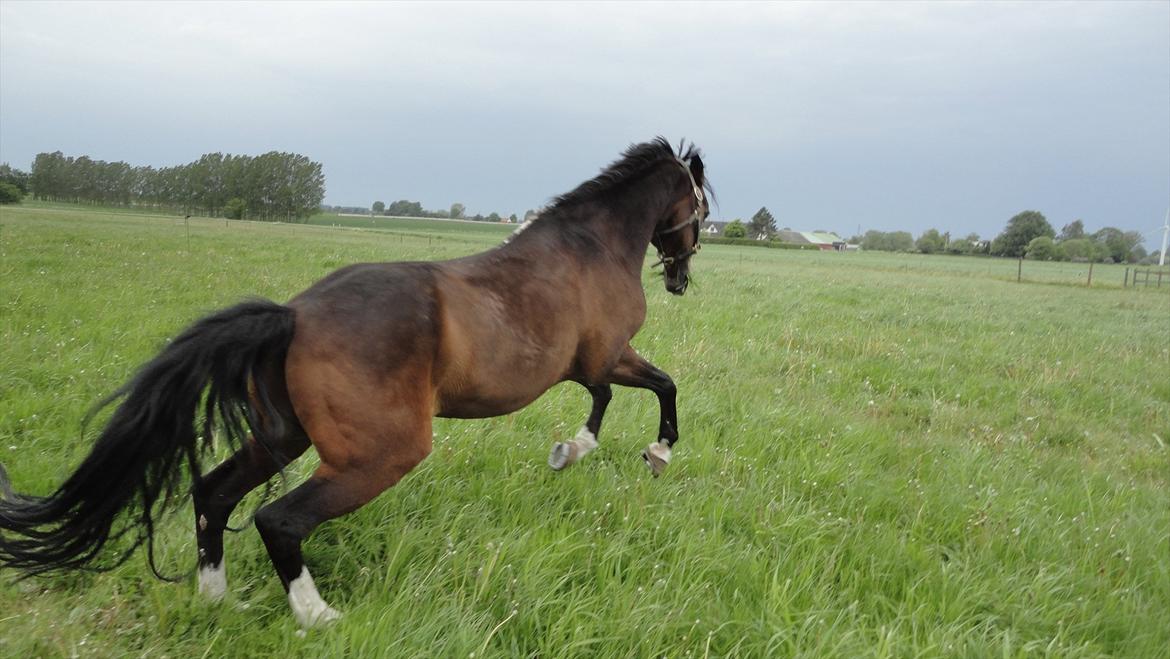 DSP Ringo - Første dag på sommergræs, 26 Maj 2011 billede 7