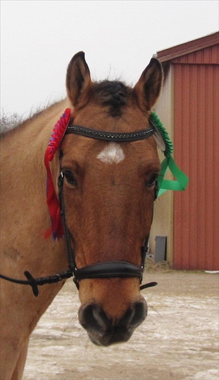 Anden særlig race Bayli *solgt* - stjerne pony! billede 16