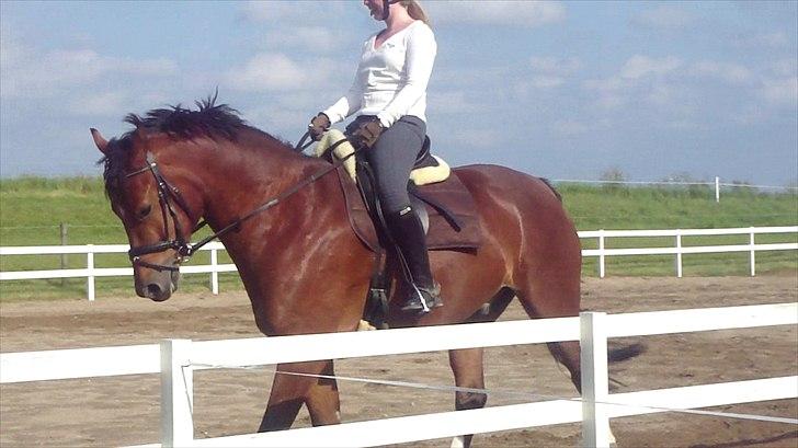 Dansk Varmblod Fairytale † - Fairytale og jeg på banen. billede 1