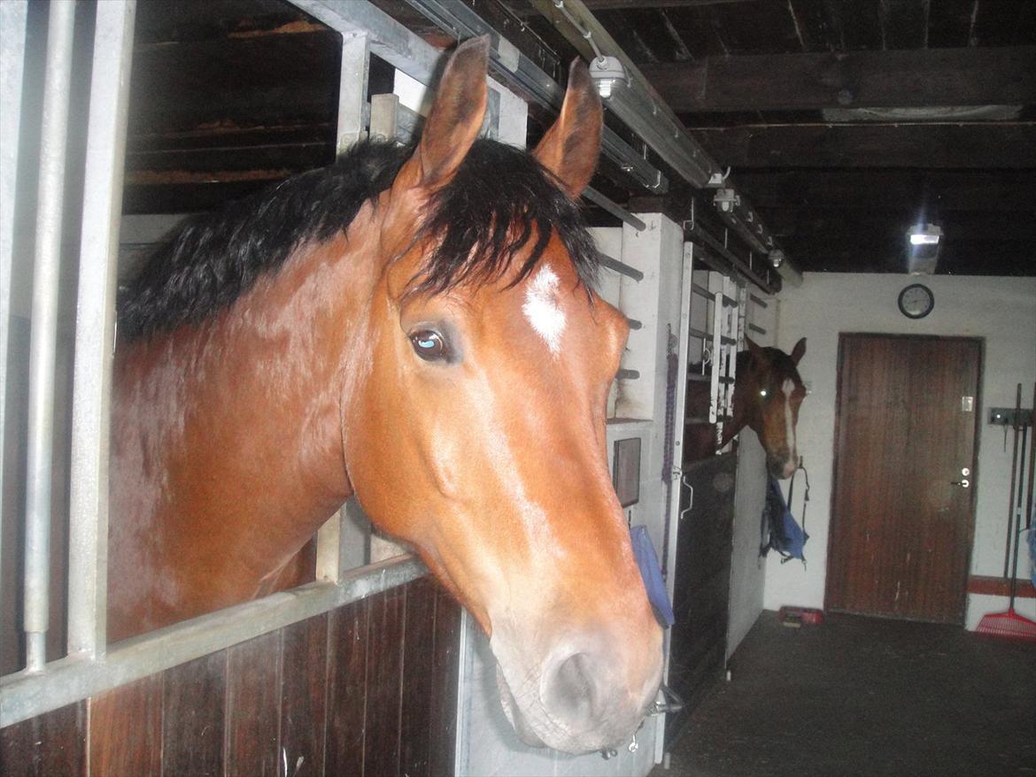 Dansk Varmblod Fairytale † - Fairy som vi kender ham, altid med ørene fremme og hovedet ud af døren, så han kan følge med i hvad der sker :) billede 12