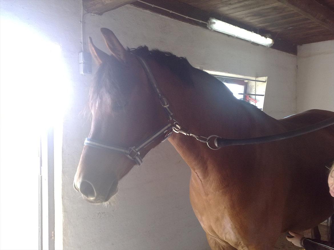 Dansk Varmblod Fairytale † - Den fine dreng på striglepladsen. billede 4