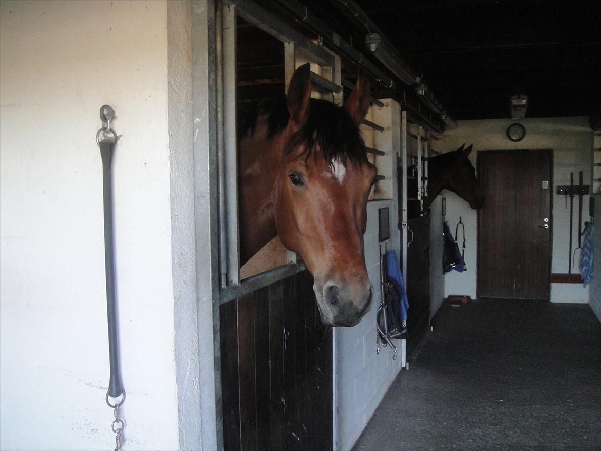 Dansk Varmblod Fairytale † - Smukke Fairytale billede 8