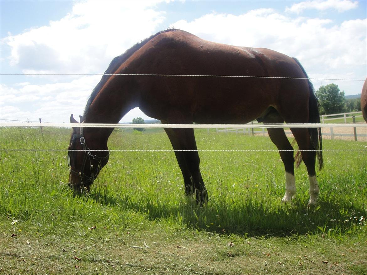 Dansk Varmblod Fairytale † billede 6