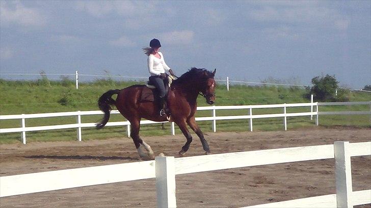 Dansk Varmblod Fairytale † - Fairy og jeg i galop på banen. billede 5