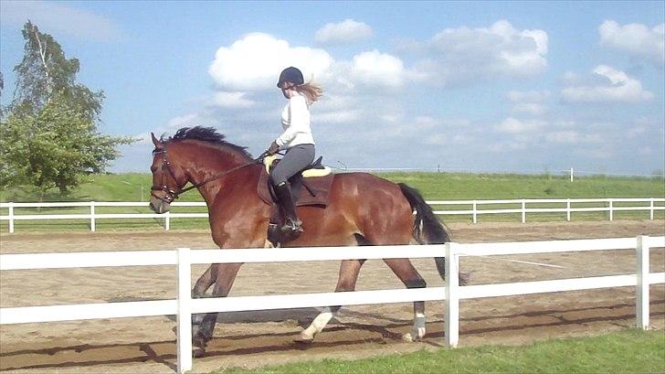 Dansk Varmblod Fairytale † - Fairy og jeg i galop på banen. Hvor ser jeg lille ud på den store hest :) billede 3