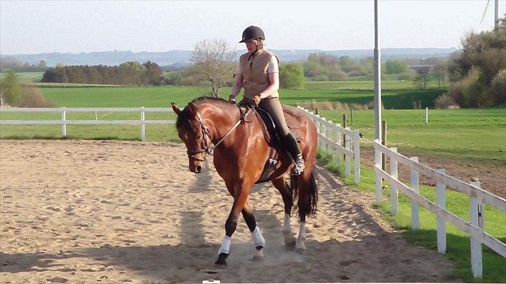 Dansk Varmblod Fairytale † - Min mor rider Fairytale på banen. billede 9