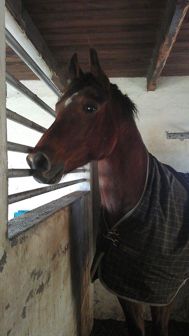 Dansk Varmblod Fairytale † - Smukke, store dreng :) billede 2