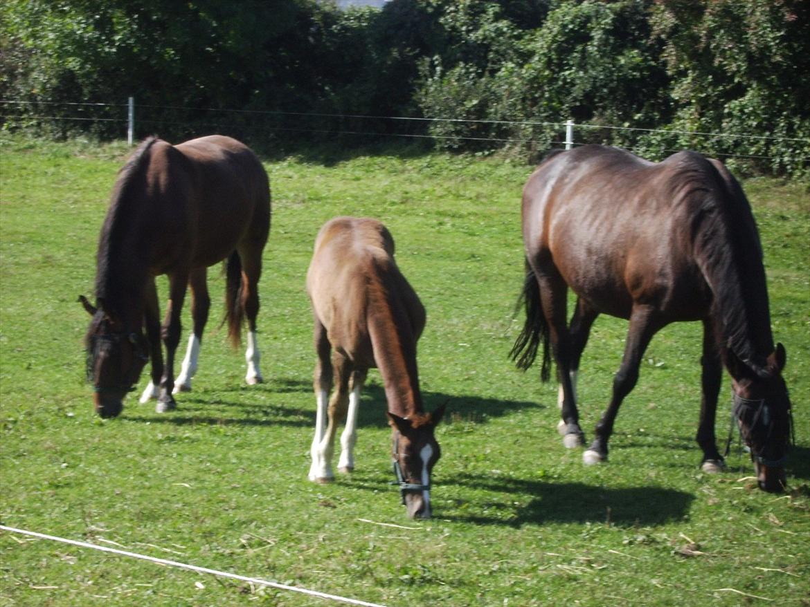 Dansk Varmblod Fairytale † - Et rigtig familiebillede :) Fairytale til venstre, Lillesøster-Souvenir i midten og Mor-Starlet til højre. billede 13
