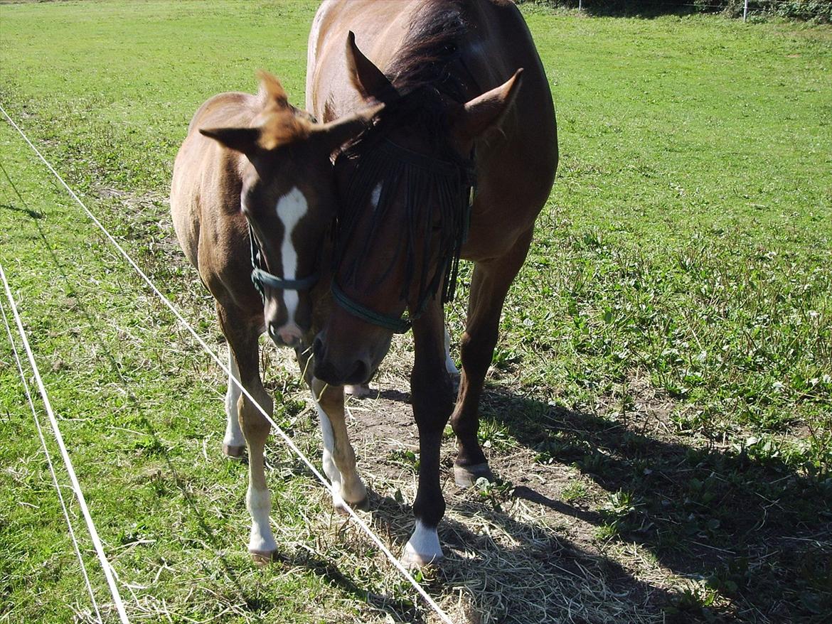 Dansk Varmblod Fairytale † - Storebror-Fairytale nusser lidt med hans elskede lillesøster, Souvenir. billede 15