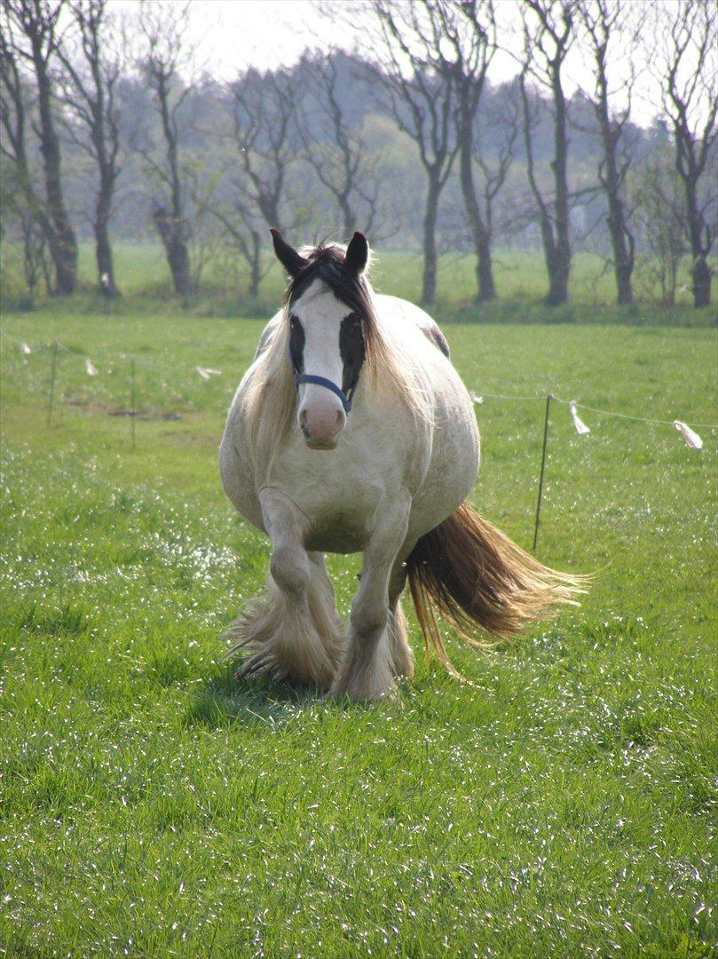 Irish Cob Medusa billede 9