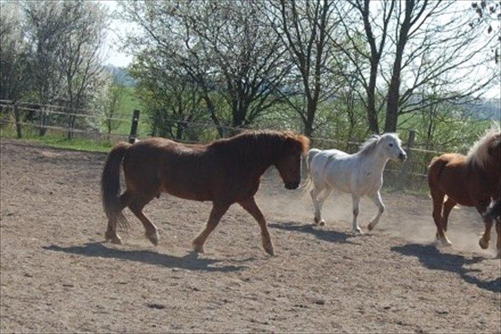 Anden særlig race Tim. <3(red :-'( ) - Tim på folden med Dundee og Basse :D

(Foto Lejrerideklub) billede 7