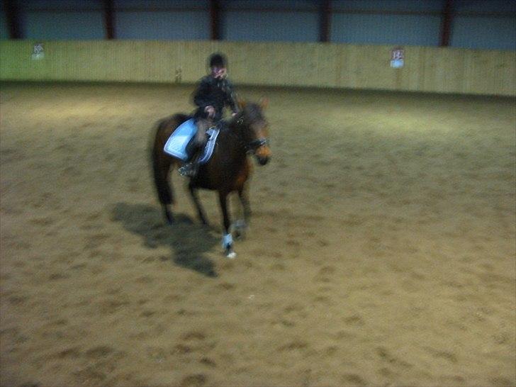 Anden særlig race Cher billede 7