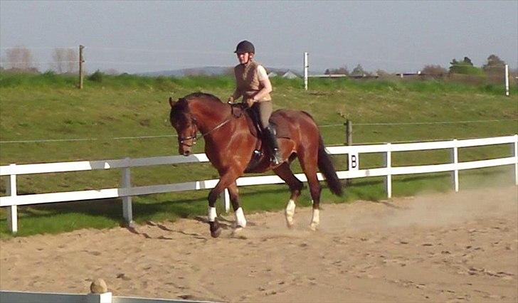 Dansk Varmblod Fairytale † - Min mor rider Fairytale på banen. billede 7