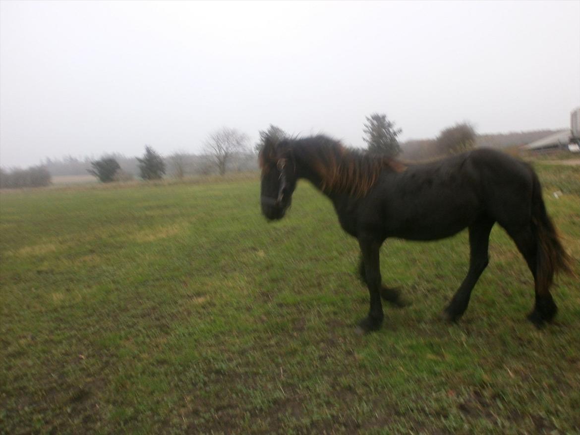 Frieser Inéz billede 11