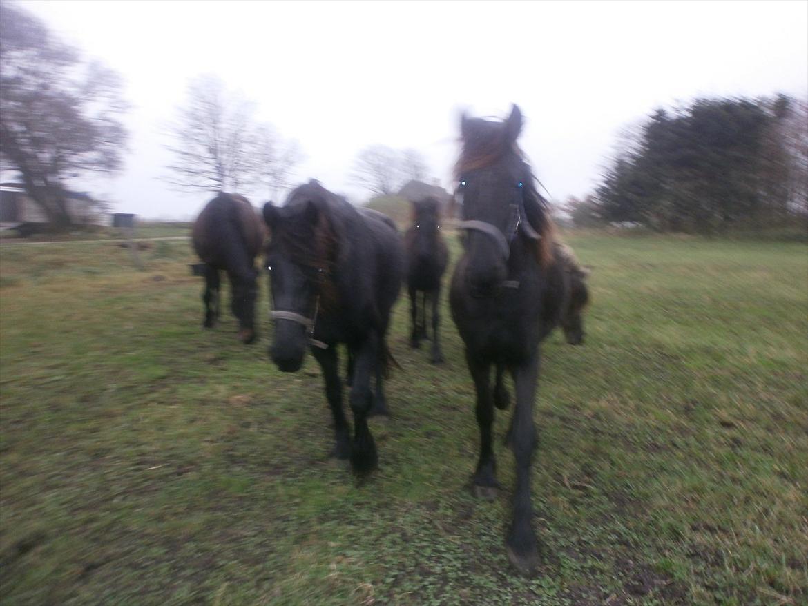 Frieser Inéz - Inéz med den blå grime + hovedet oppe. Kaja hendes halvsøster ved siden af billede 12