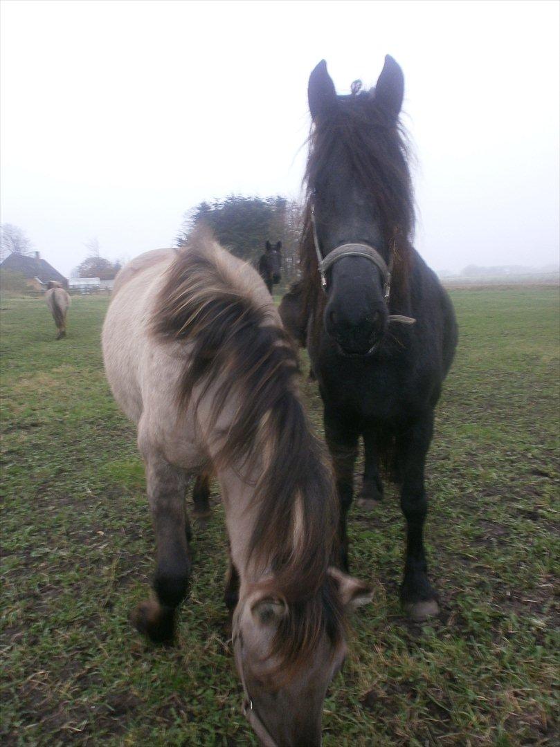 Frieser Inéz - Inéz og Ida :)
 billede 13