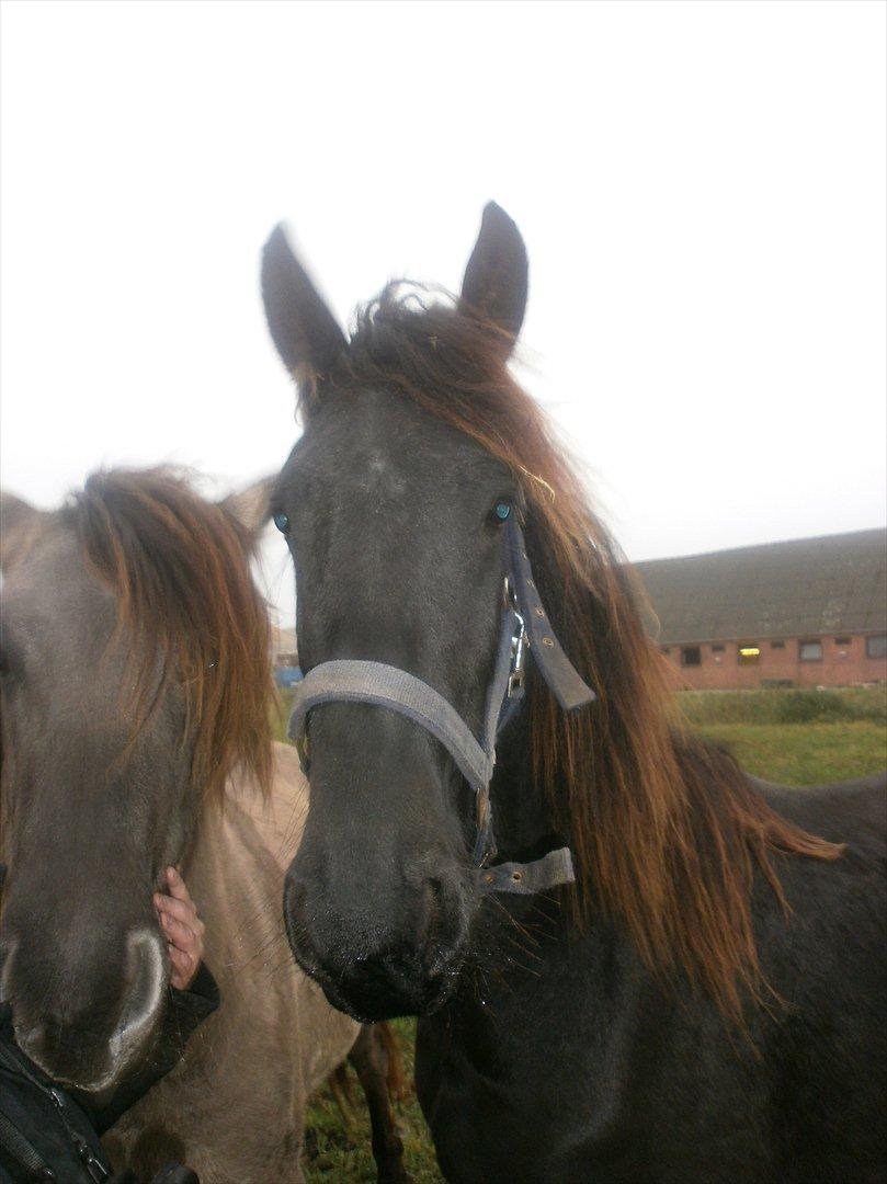 Frieser Inéz billede 15