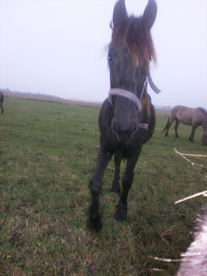 Frieser Inéz billede 16