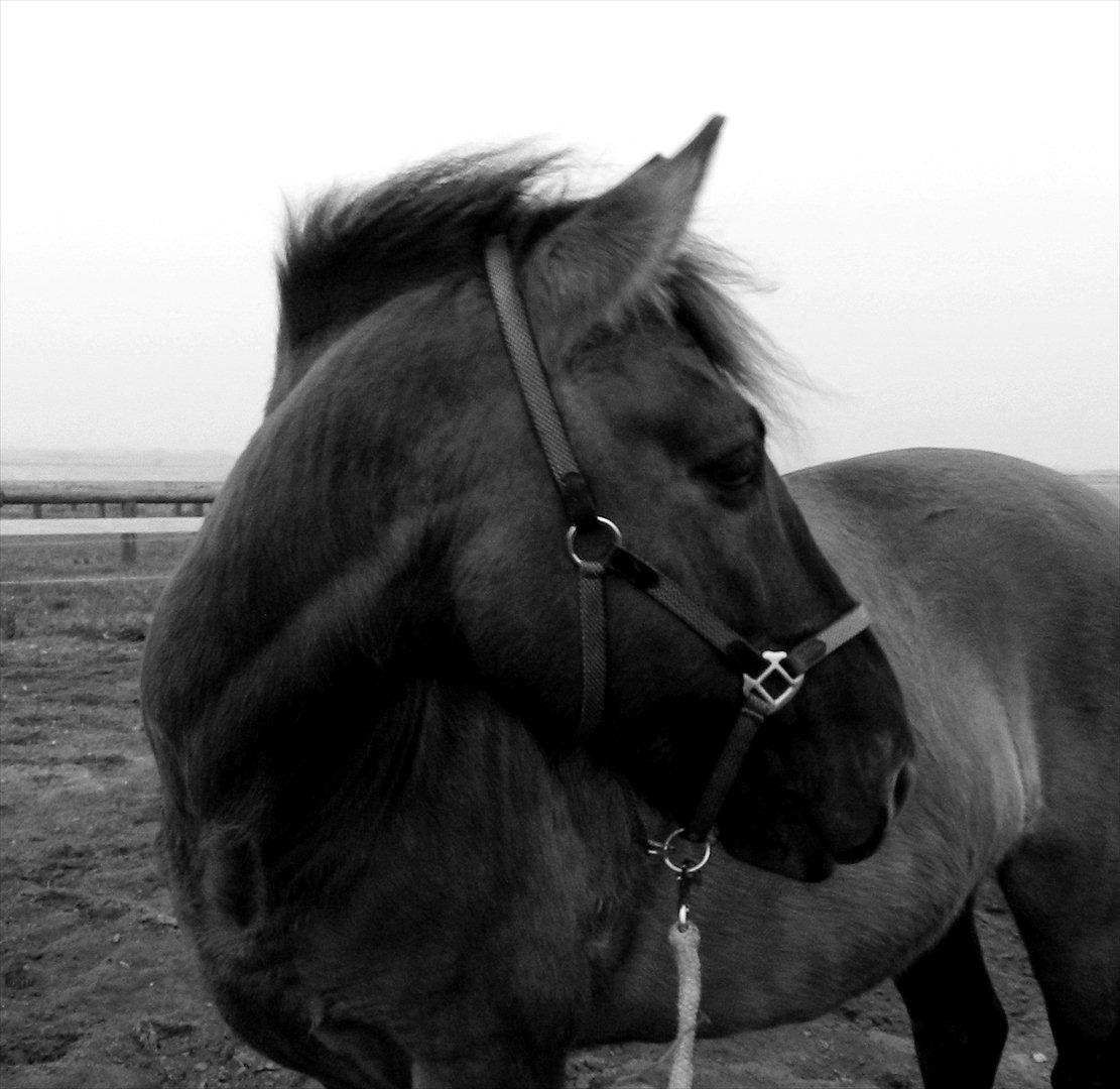 Konik Polski | Konik - Smukke pony :D
Foto: mig billede 17