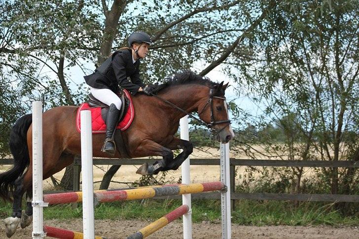 Welsh Cob (sec D) Dorthealyst Omikron - Aldrig glemt, altid gemt billede 3