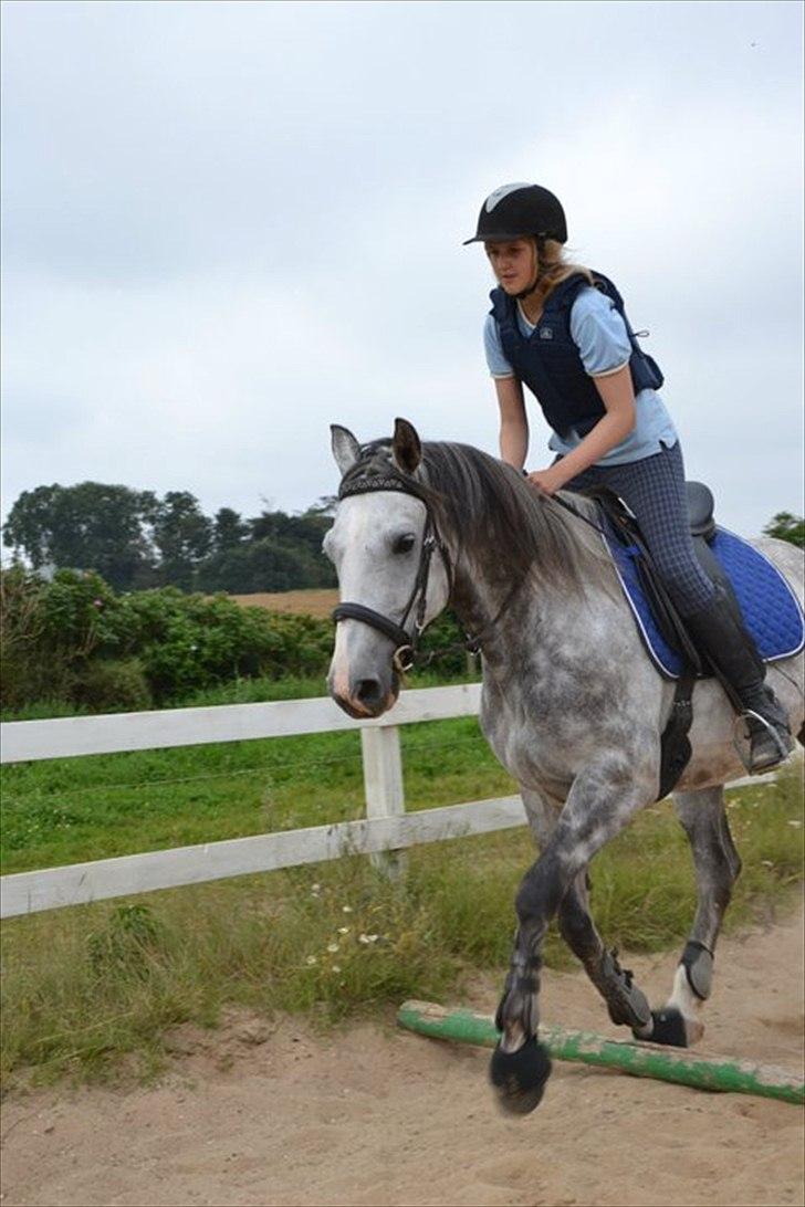Anglo Araber (AA) Rodeo billede 16