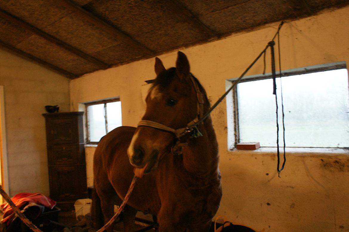 Welsh Pony (sec B) Jedidjan Claudius billede 12