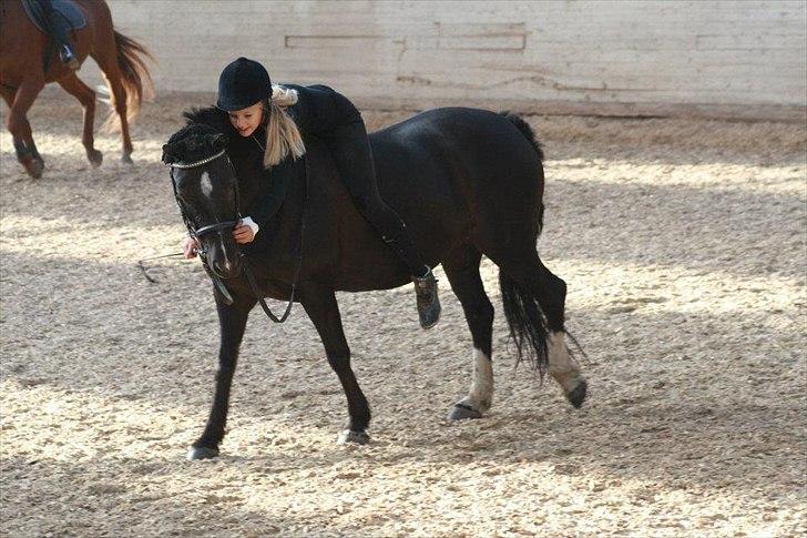 Welsh Pony af Cob-type (sec C) Rytterbjergets Neria - Kæmpe krammer til yndlingspigen!
Ingen som dig, virkelig!♥♥♥♥♥ billede 8