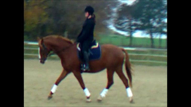 Polsk Varmblod Emma - D. 8/11 2011 udklip fra video, beklager kvalitet billede 30