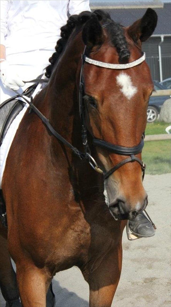 Dansk Varmblod Bounty billede 15