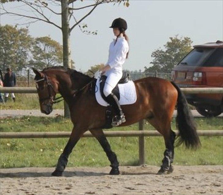 Dansk Varmblod Bounty billede 16