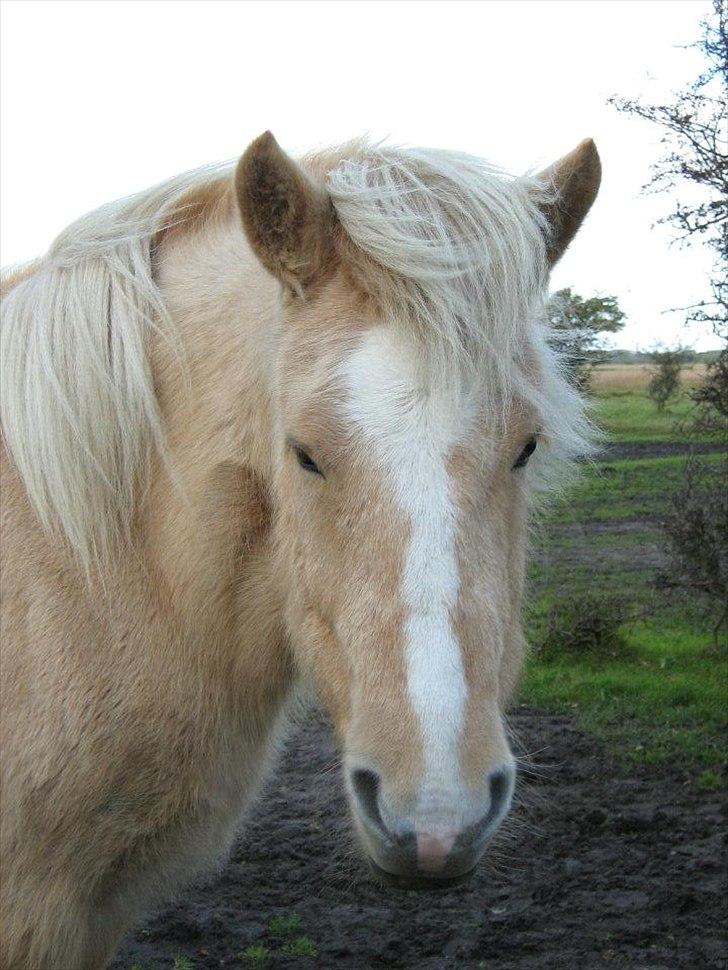 Islænder Katla fra Diget. |Truntepigen| - Skønne hest ♥
Billed min veninde, Kirstine, har taget :-)
Tak søde Kir♥ billede 4