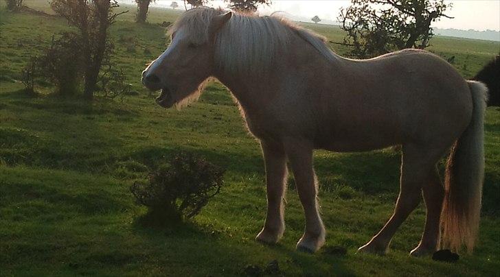 Islænder Katla fra Diget. |Truntepigen| - *-: billede 8