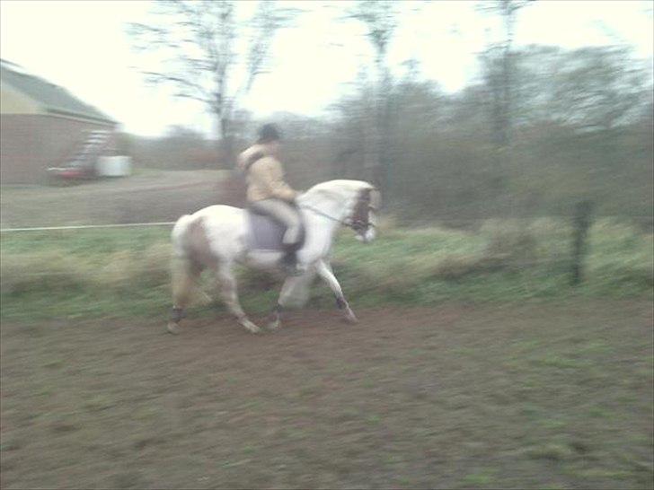 Anden særlig race Blume - Tilredet billede 20