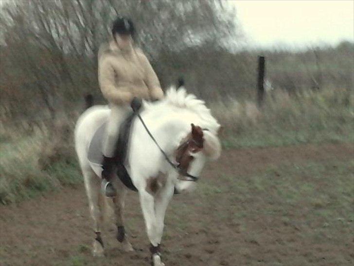 Anden særlig race Blume - Tilredet billede 12