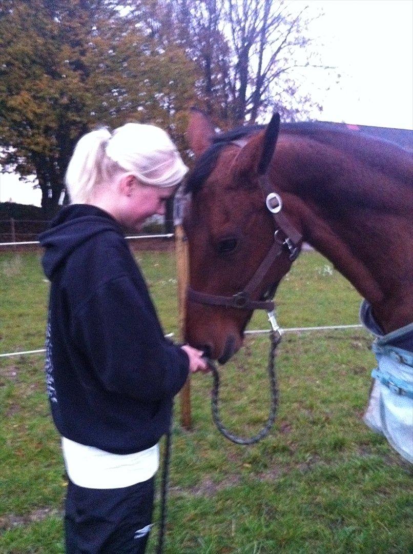 Dansk Varmblod Twiggi  "Prinsessen"<3 - 12. min prinsesse Foto: Justine billede 12