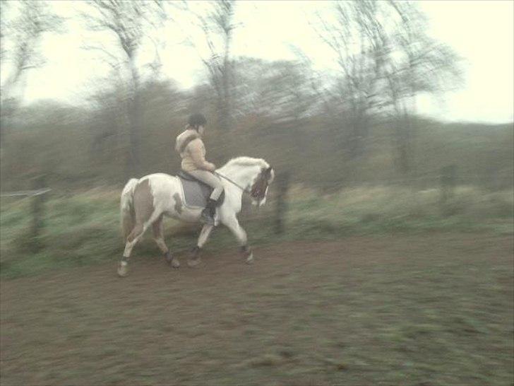 Anden særlig race Blume - Tilredet billede 9