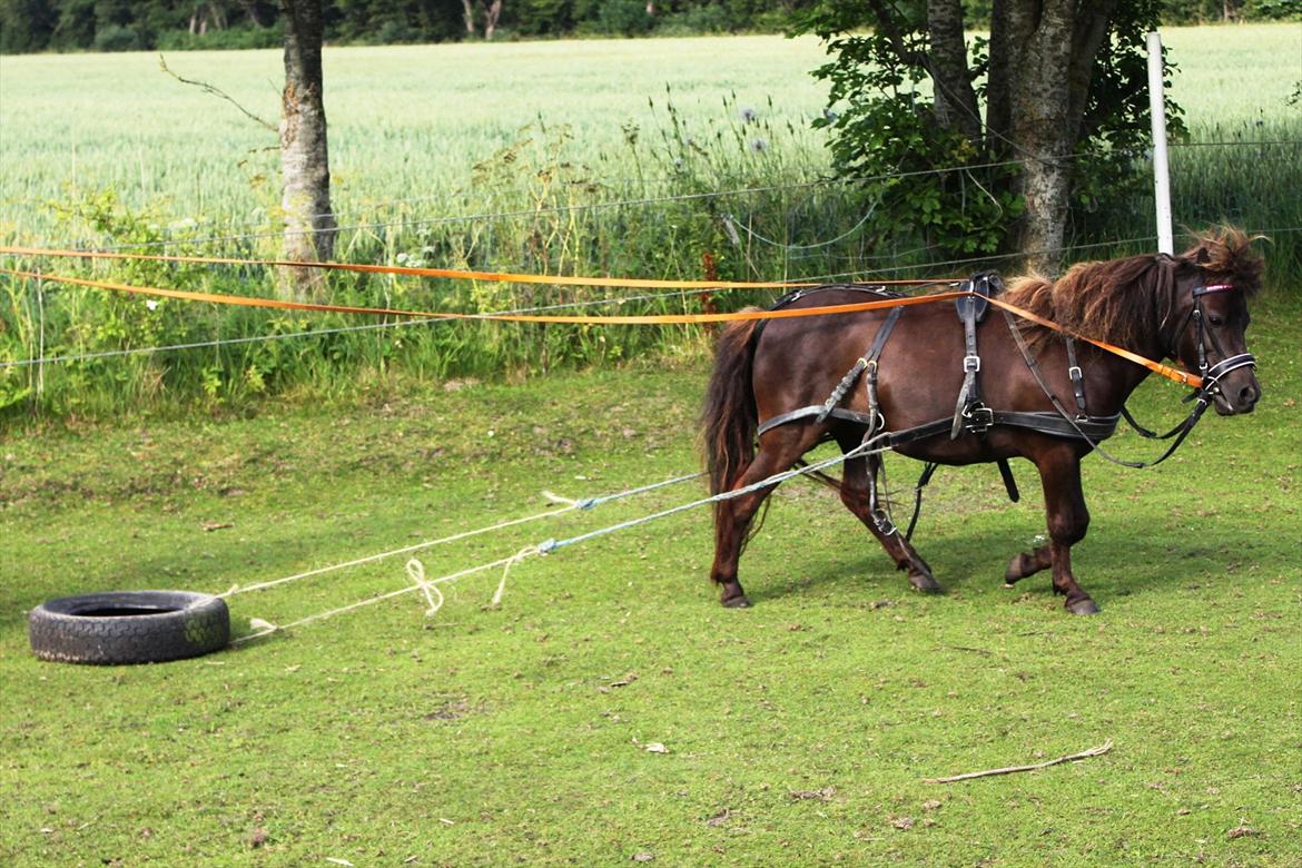 Anden særlig race Malou<3  - Malou bliver også trænet til at blive kørepony. billede 2