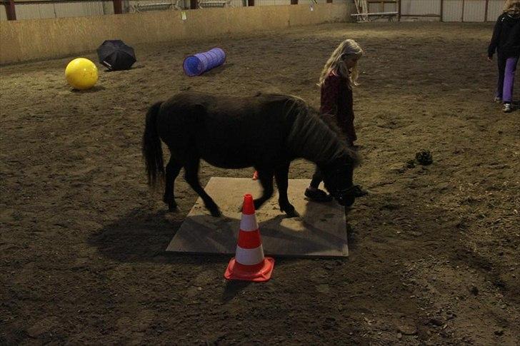 Anden særlig race Malou<3  - øver agility i hallen billede 7