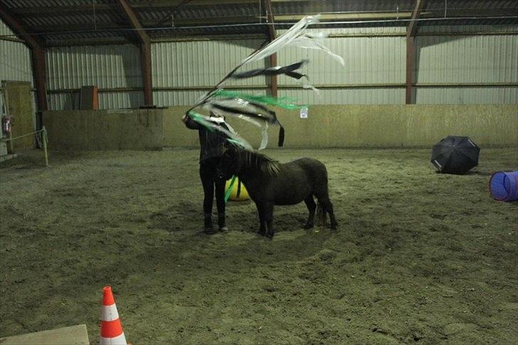 Anden særlig race Malou<3  - øver agility i hallen billede 8
