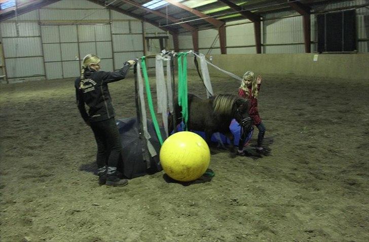 Anden særlig race Malou<3  - øver agility i hallen billede 9