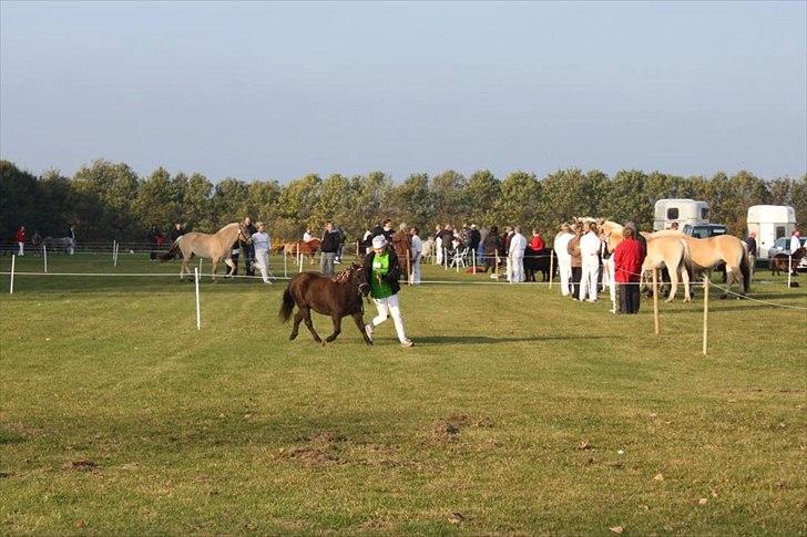 Anden særlig race Malou<3  - 4H dyrskue i Års i 2010. billede 12