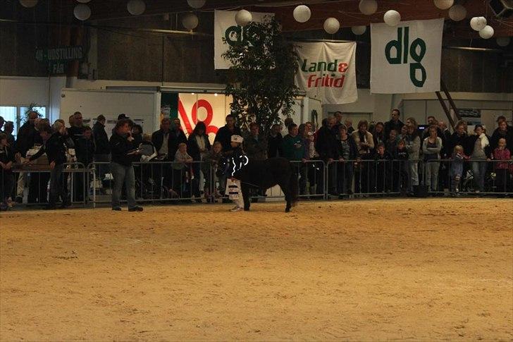 Anden særlig race Malou<3  billede 13