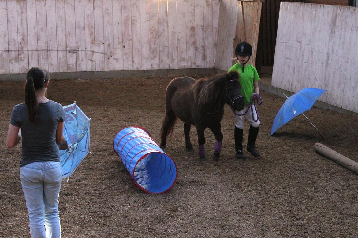 Anden særlig race Malou<3  - øver agility inde i hallen billede 18