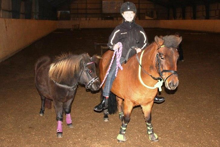 Anden særlig race Malou<3  - Jeg rider på Tarzan og har Malou som håndhest - til præmieoverrækkelse ved agility konkurrrencen. billede 19