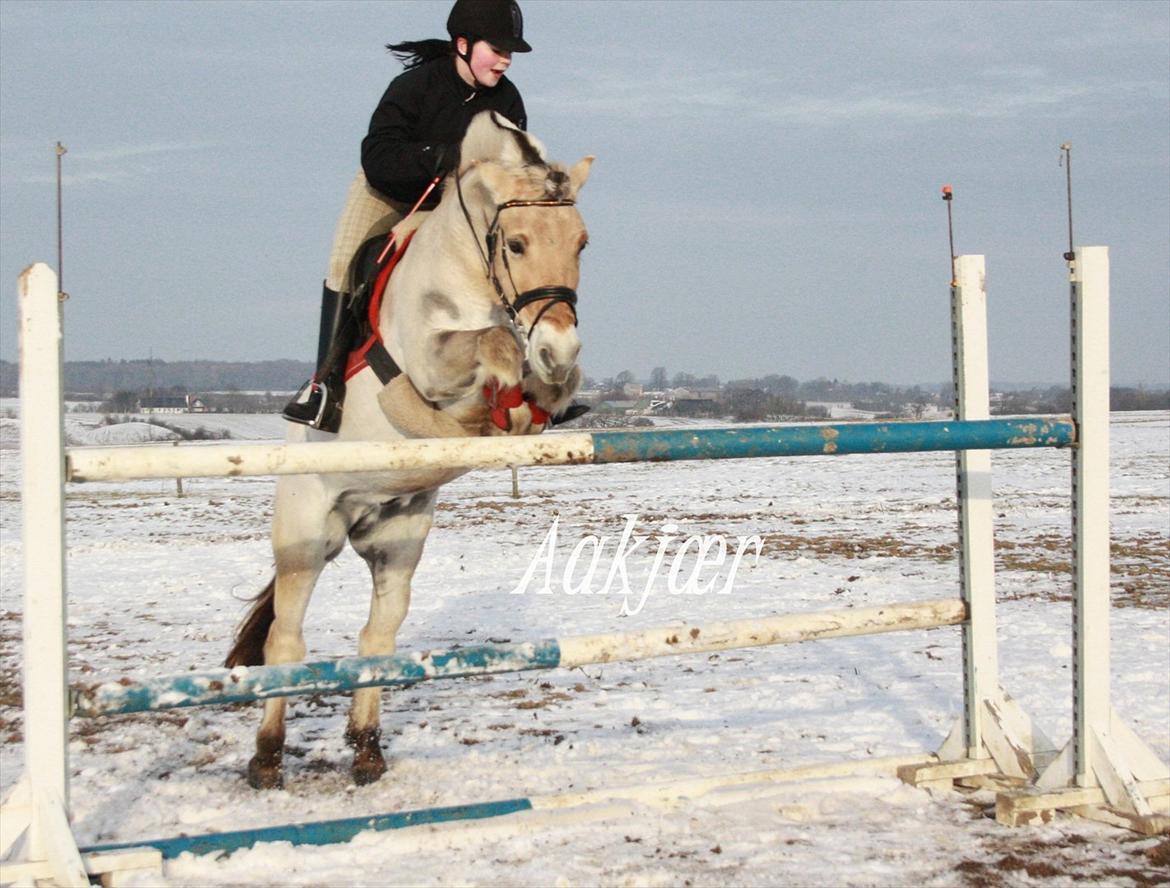 Fjordhest Prinds - 125 cm :-*
Januar 2011
[Foto: Amalie L. Sommer] billede 8