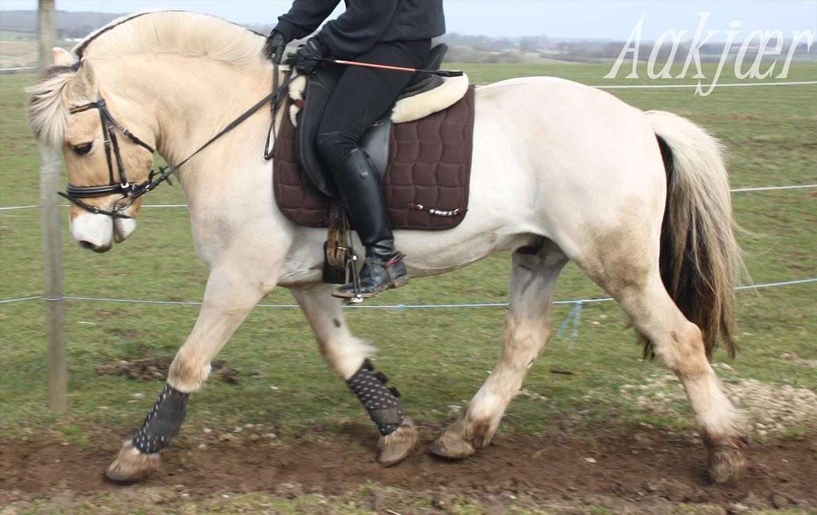 Fjordhest Prinds - Mere dressur :-*
Marts 2011
[Foto: Aamalie L. Sommer] billede 14