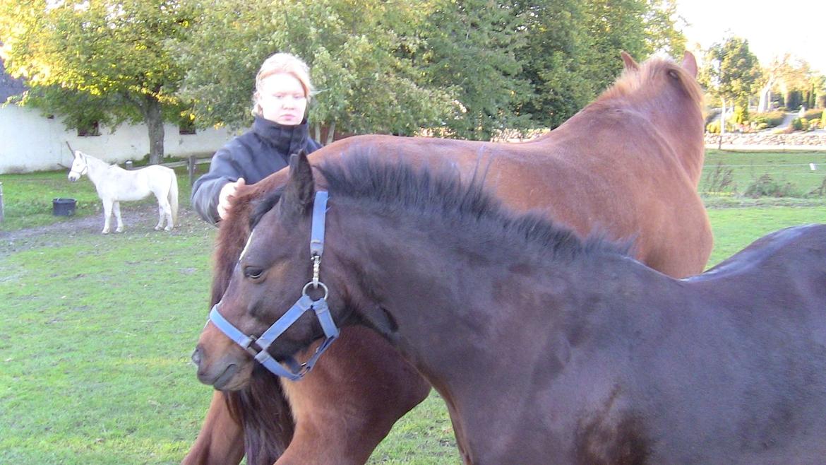 Welsh Mountain (sec A) cille SOLGT billede 13