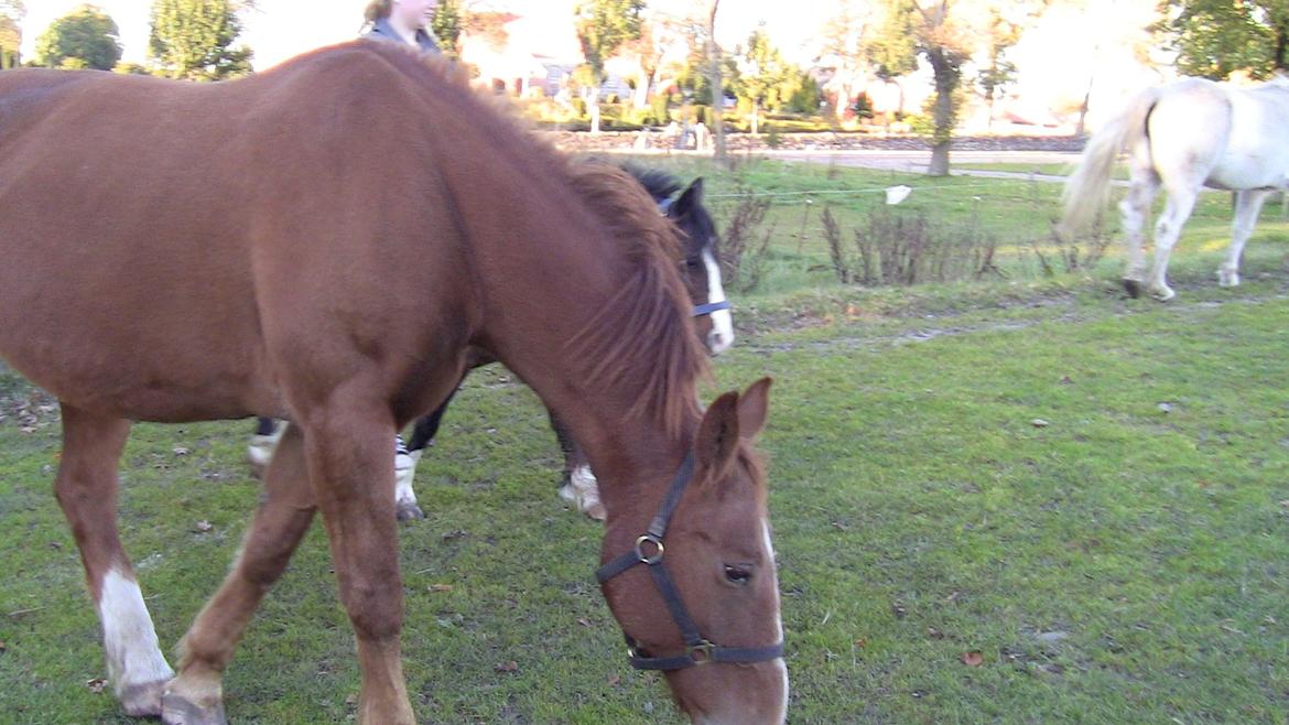 Oldenborg Mandonna billede 11