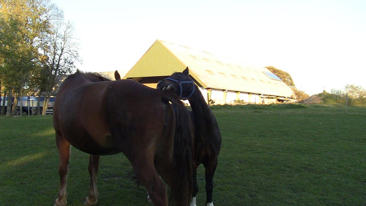 Oldenborg Mandonna billede 8